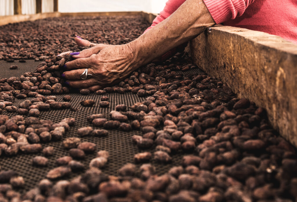 female-hands-holding-cocoa-beans