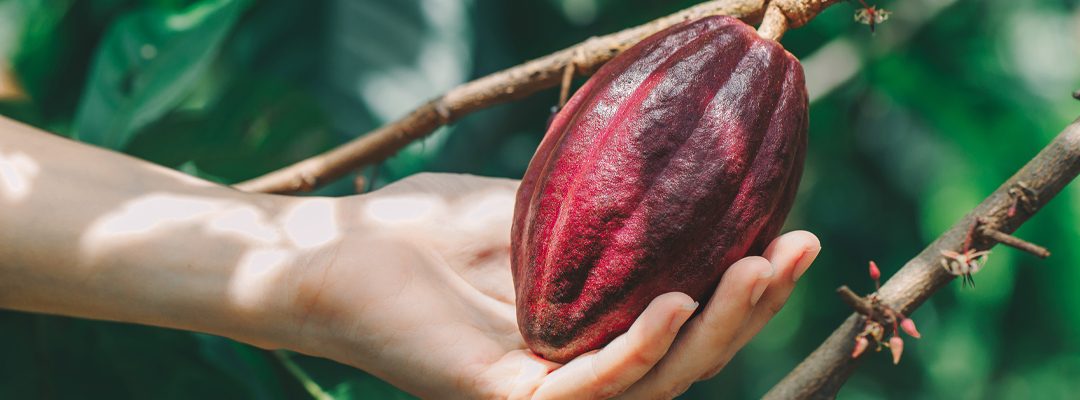 hand with cacao fruit